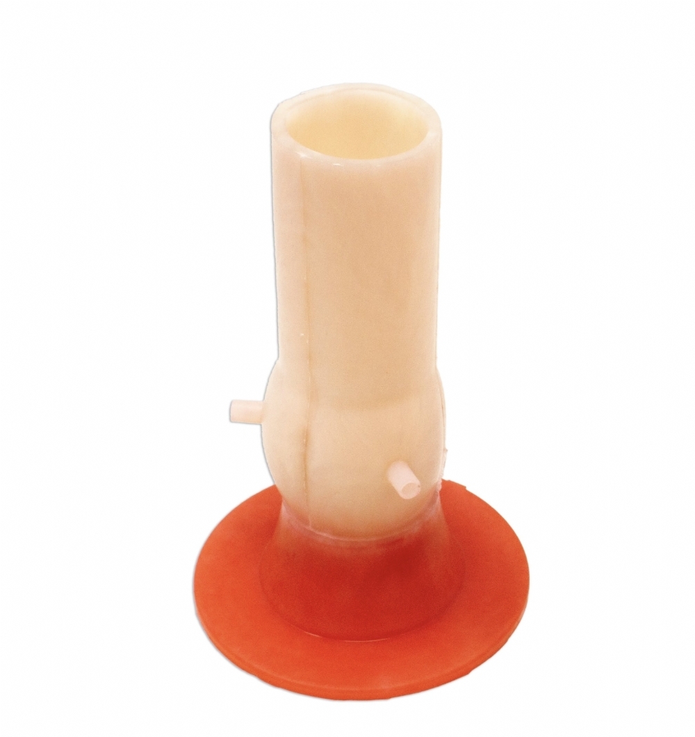 Aortic Valve Model | Cardiac Surgery & Valve Replacement Training Simulator