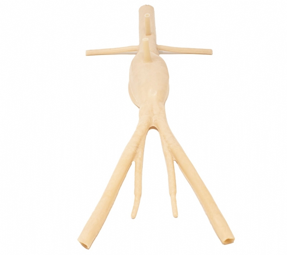 Abdominal Aortic Aneurysm Model | AAA Surgical Training Simulator