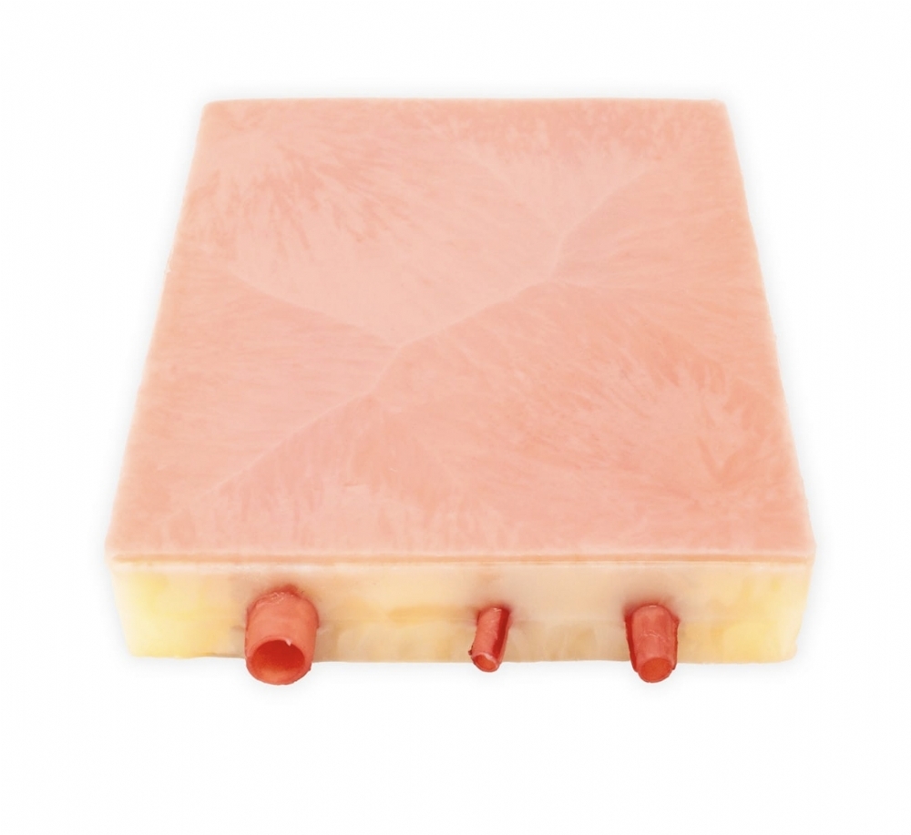 Embedded Carotid Arteries with Plaque and Dermis Model | Carotid Endarterectomy Training Simulator